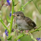 Pardal jovem (young sparrow)